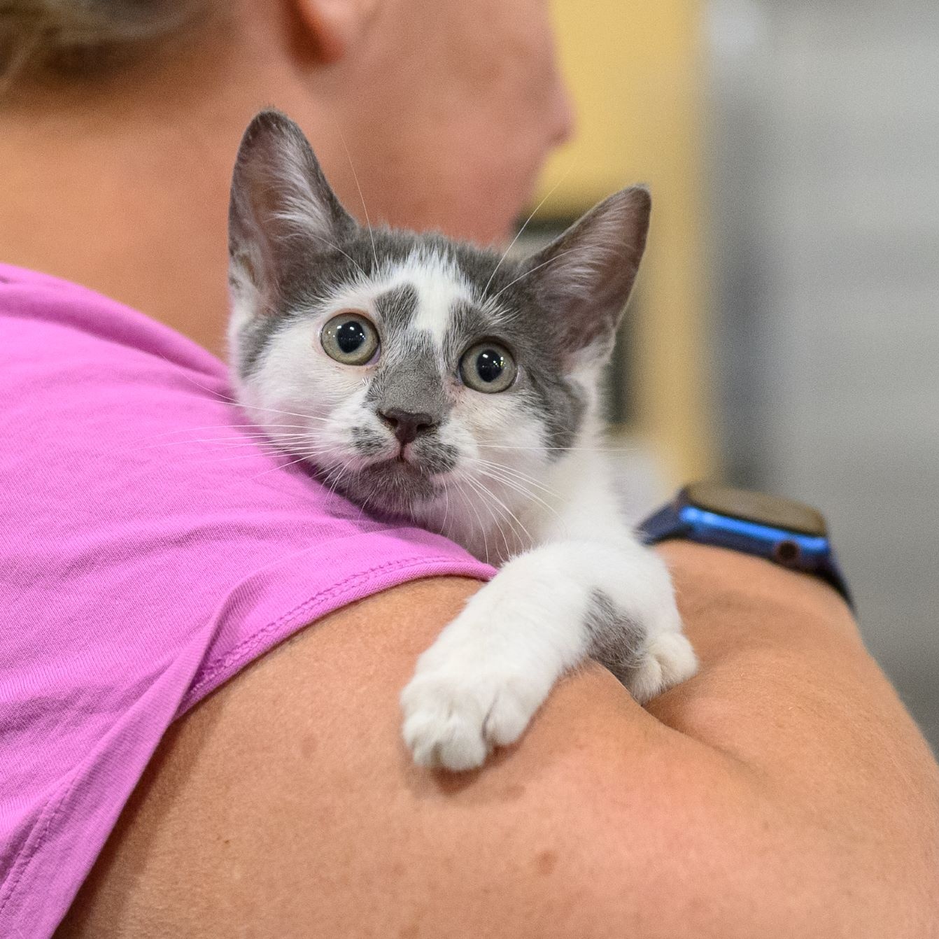 Cat for adoption TURTLE, a Domestic Short Hair in Hamilton, NJ