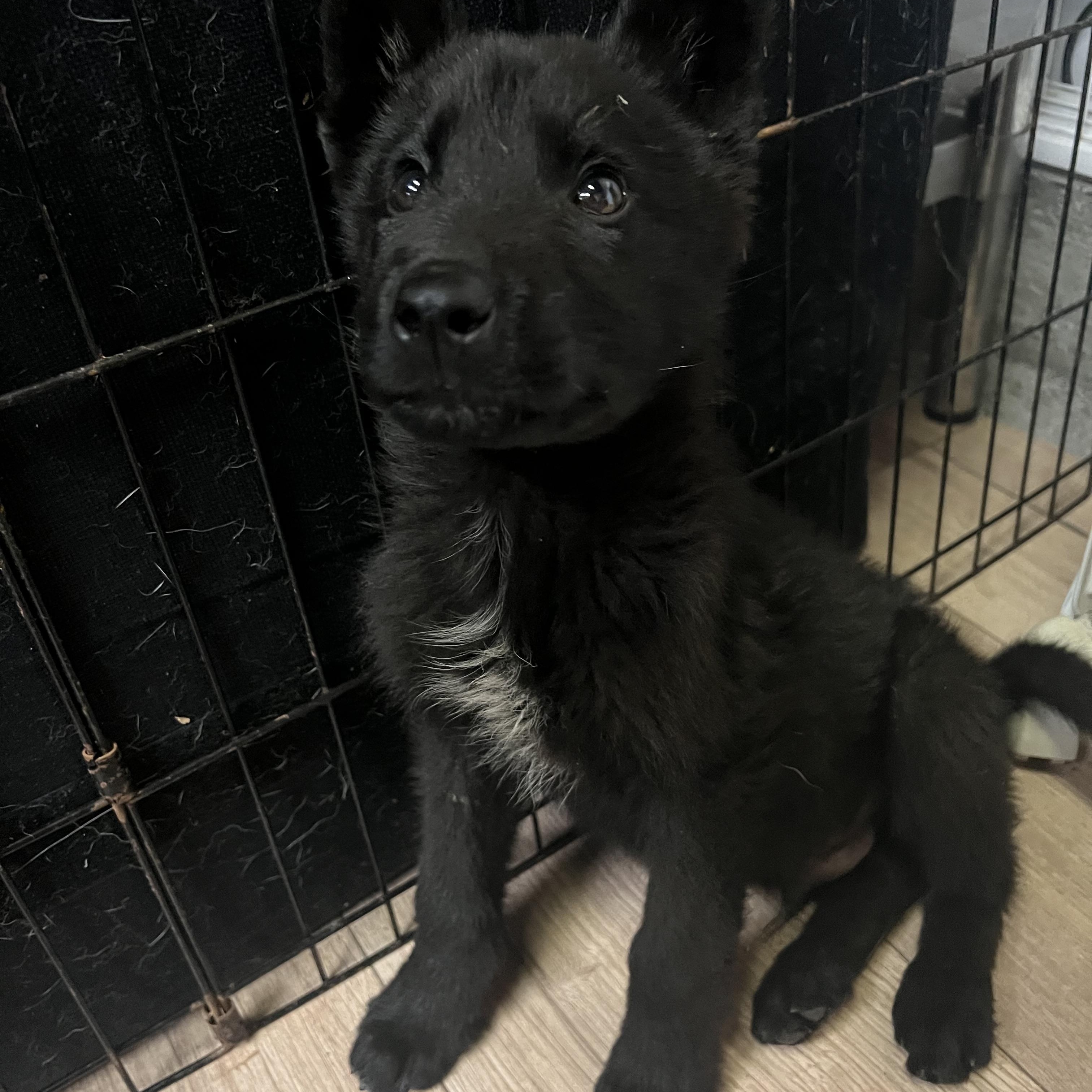 Rocky, adopted, Puppy Male German Shepherd Dog & Husky.