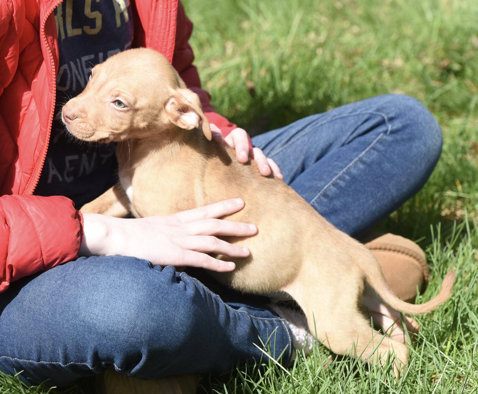 Preston, a Adoptable Pit Bull Terrier in Mechanicsburg, PA image 3/3