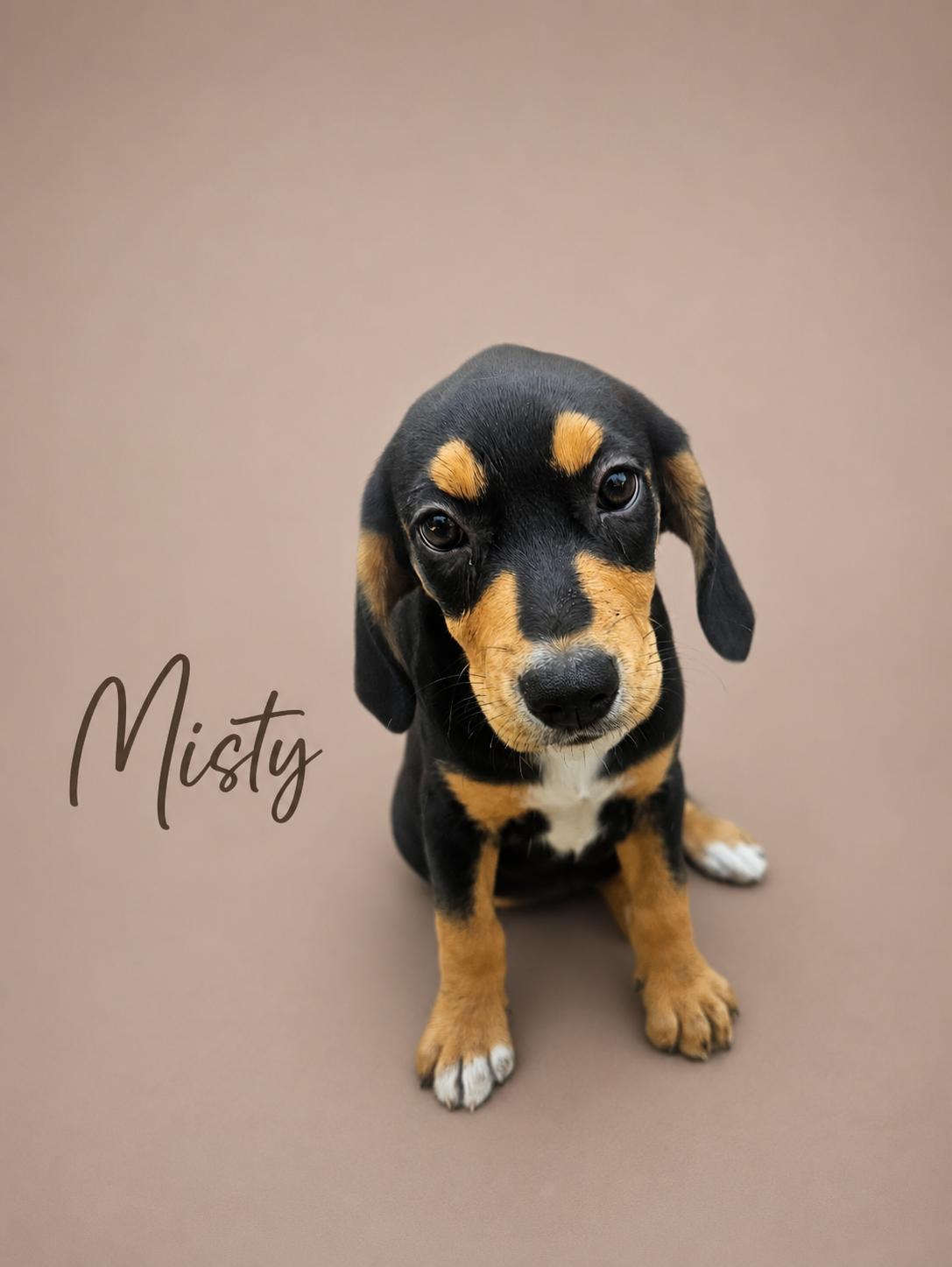 Misty, ADOPTABLE, Puppy Female Beagle.