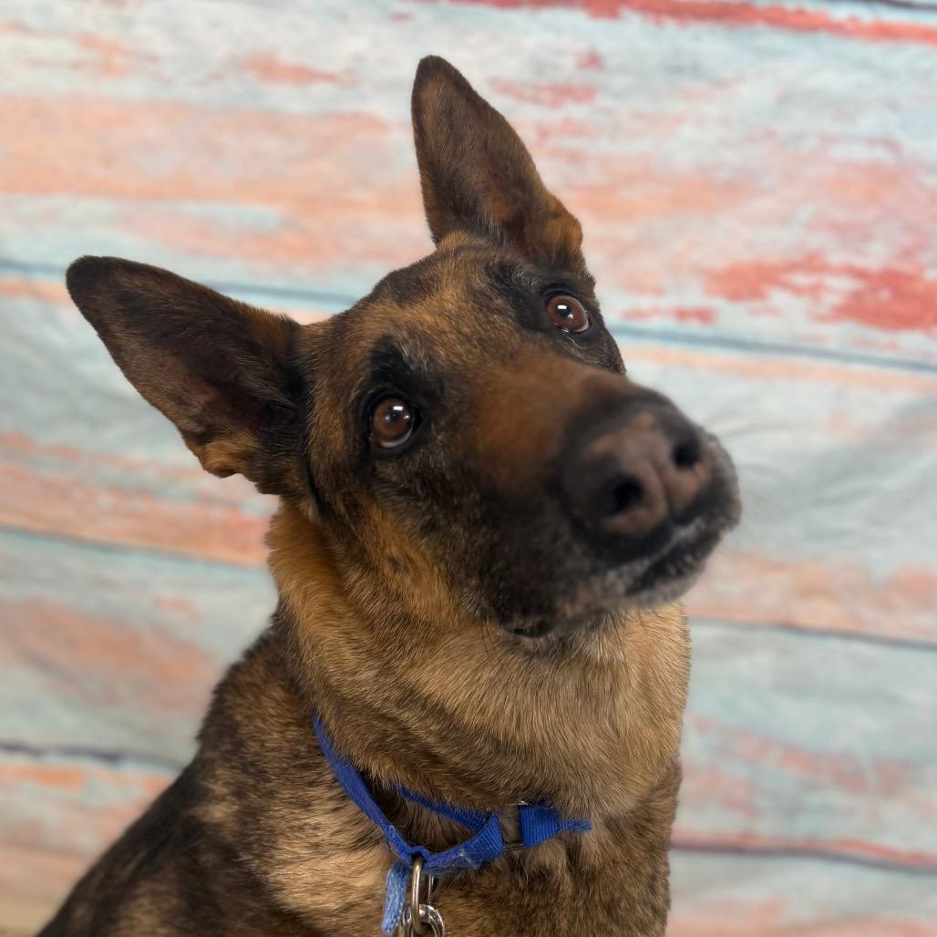 Niko, Adoptable, Senior Male Belgian Shepherd / Malinois.