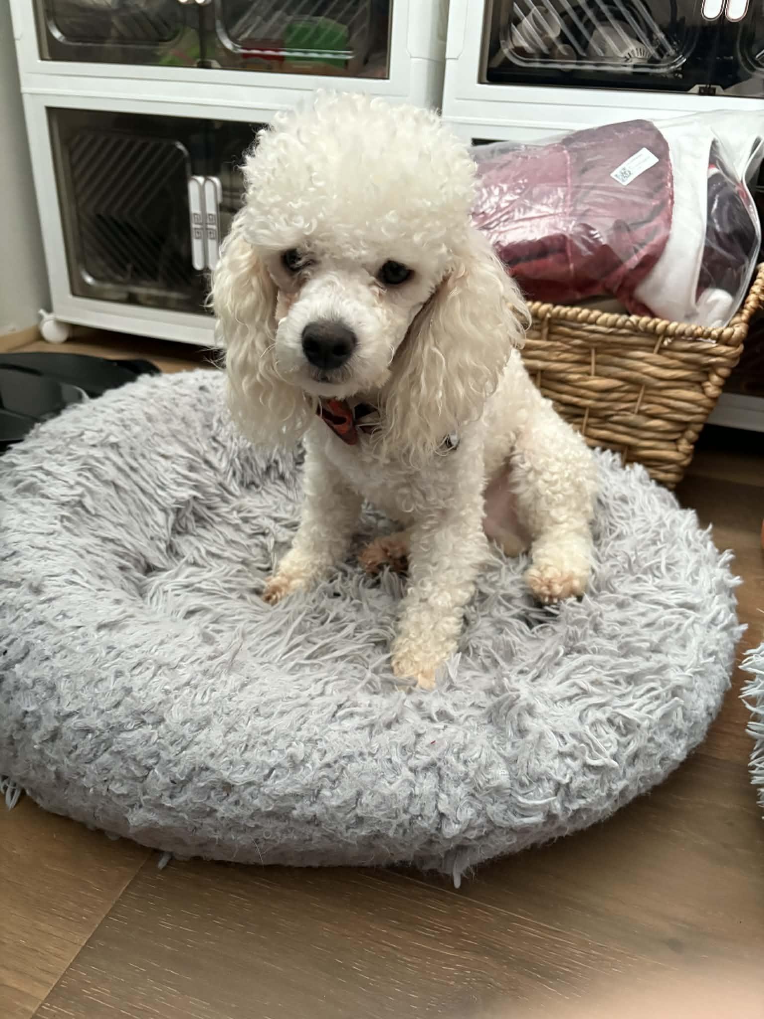 Jake, Adoptable, Young Male Poodle (Toy).