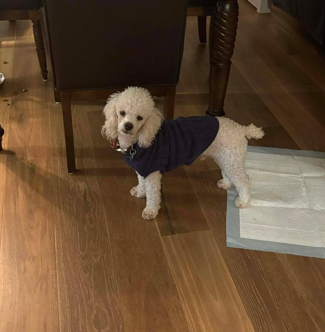 Jake, Adoptable, Young Male Poodle (Toy).