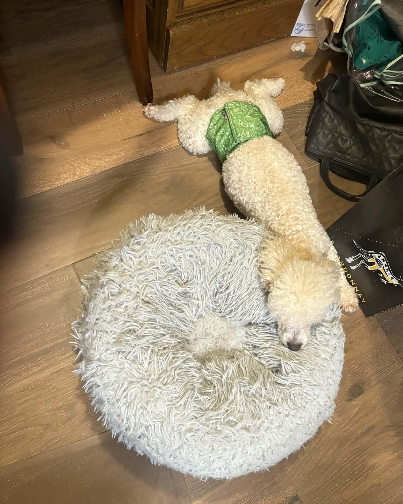 Jake, a Adoptable mixed breed in Calgary, AB image 3/6