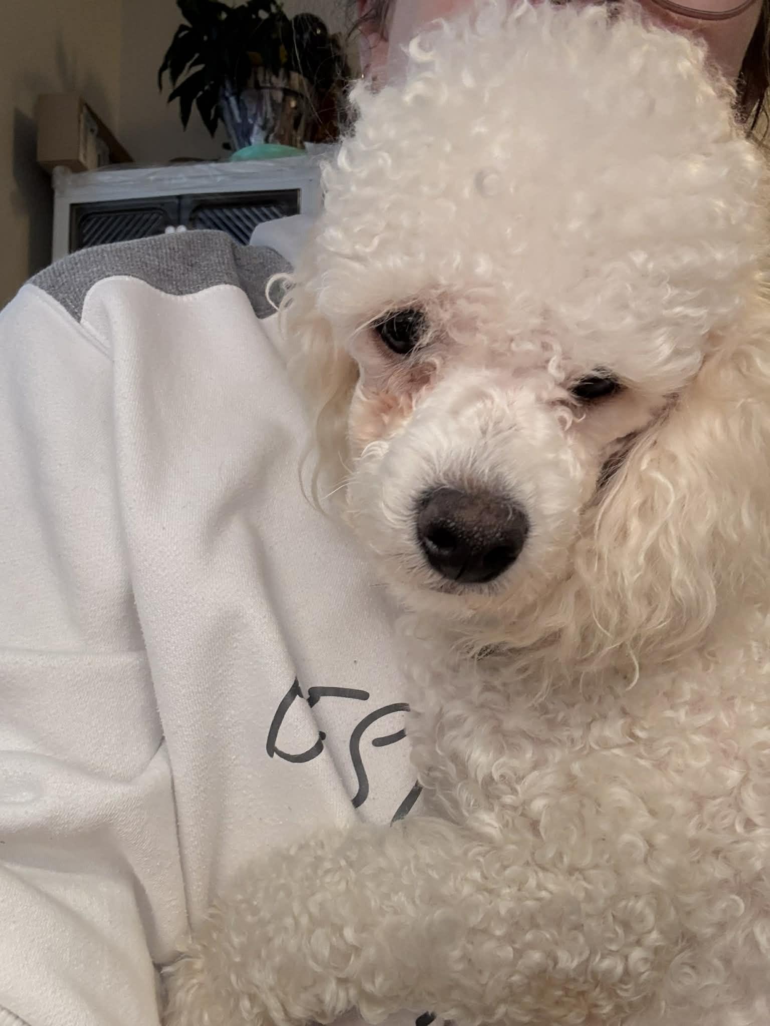 Jake, a Adoptable mixed breed in Calgary, AB image 4/6