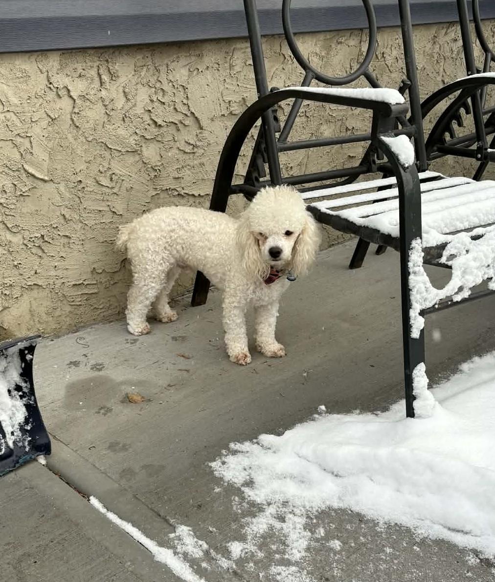 Jake, a Adoptable mixed breed in Calgary, AB image 5/6