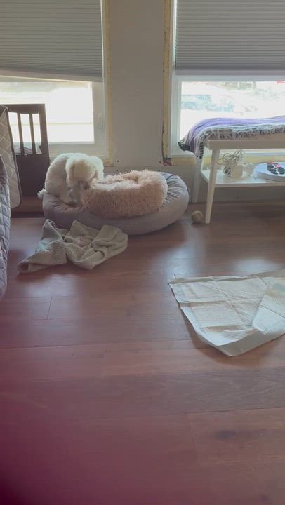 Enlarge Jake, a Adoptable mixed breed in Calgary, AB video 6/6