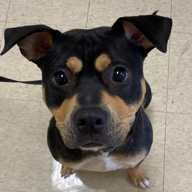 Ace, Adoptable, Young Male Pit Bull Terrier & Mixed Breed.