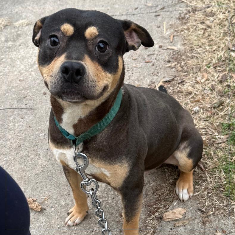 Enlarge Ace, a Adoptable mixed breed in Little Rock, AR image 2/6