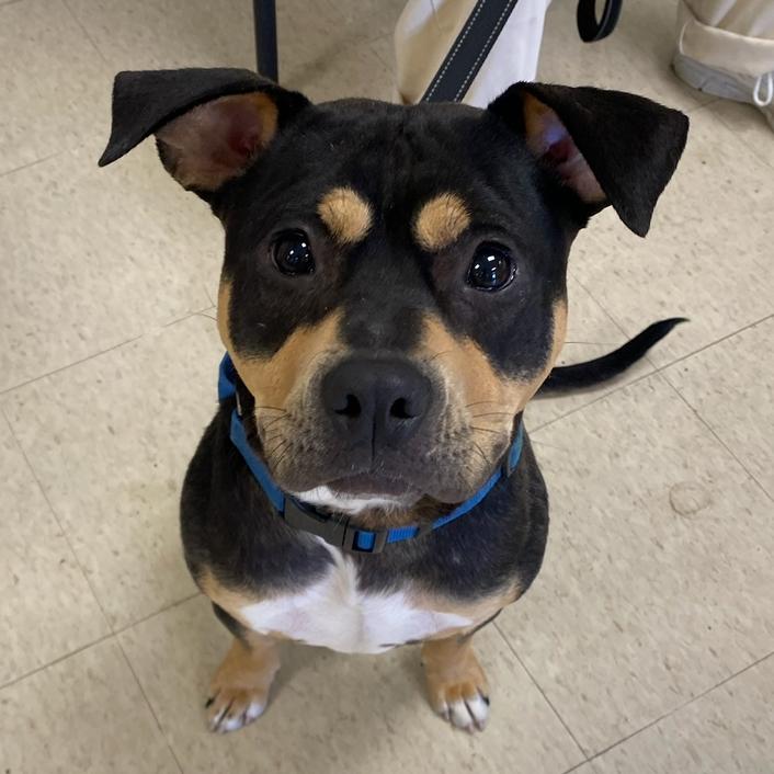 Enlarge Ace, a Adoptable mixed breed in Little Rock, AR image 3/6