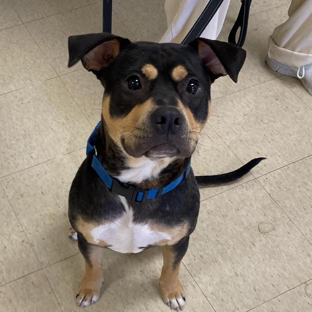 Enlarge Ace, a Adoptable mixed breed in Little Rock, AR image 4/6