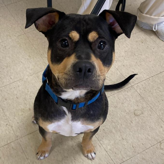 Enlarge Ace, a Adoptable mixed breed in Little Rock, AR image 5/6