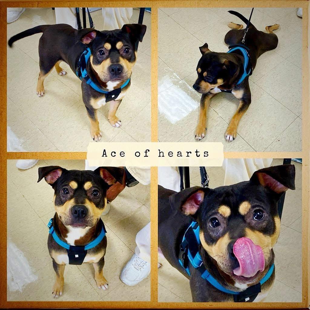 Enlarge Ace, a Adoptable mixed breed in Little Rock, AR image 6/6