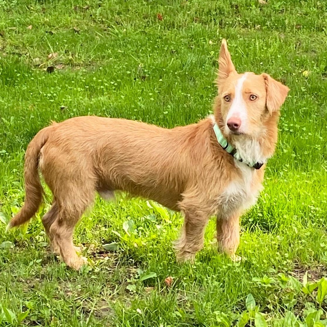 Lucas, an adopted mixed breed in Baltimore, MD image 4/6