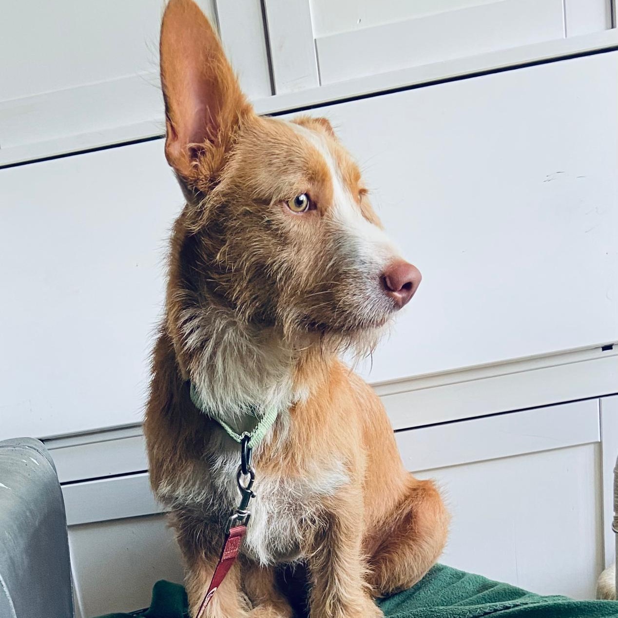 Lucas, an adopted mixed breed in Baltimore, MD image 6/6