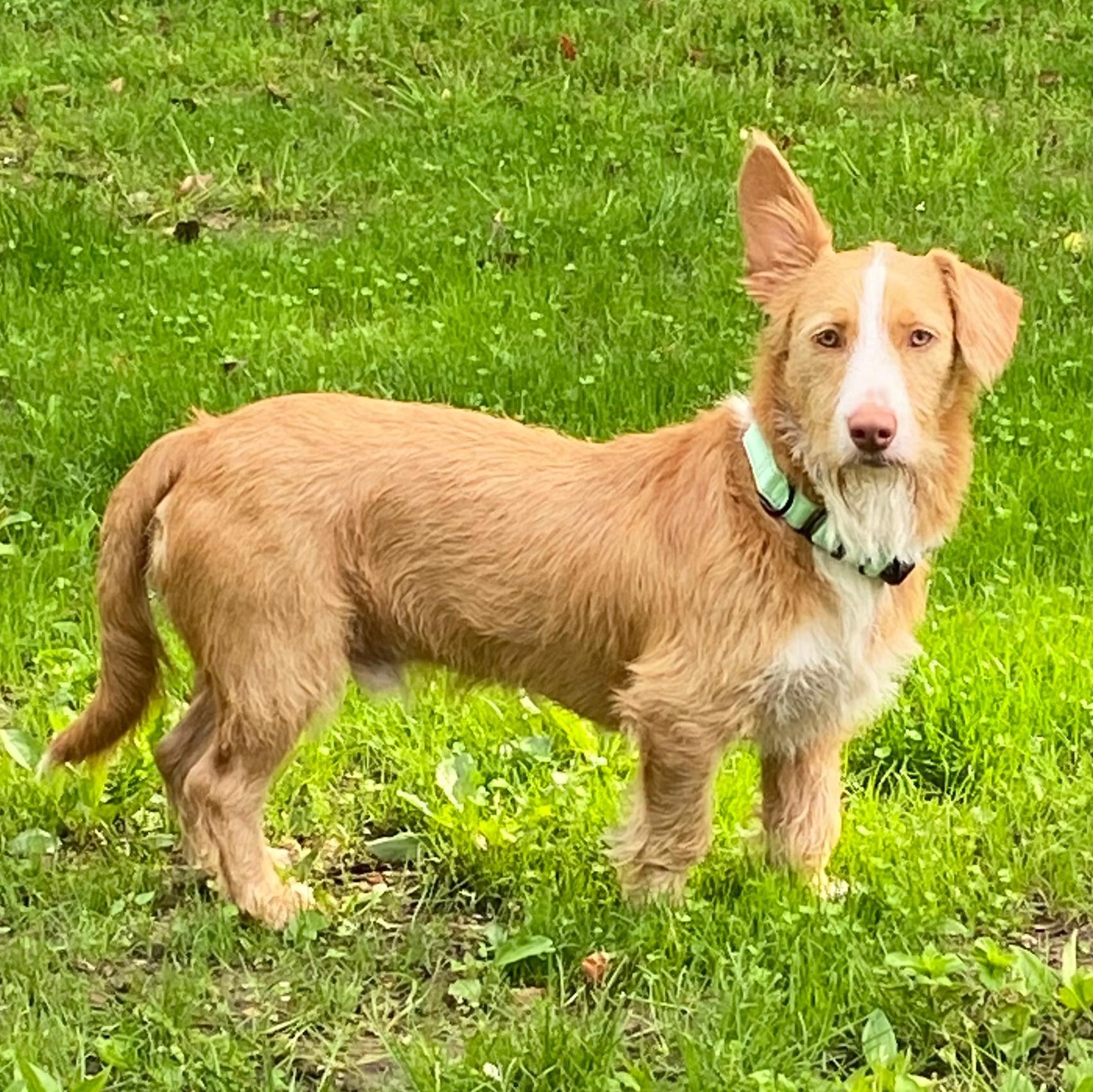 Lucas, an adopted mixed breed in Baltimore, MD image 2/6