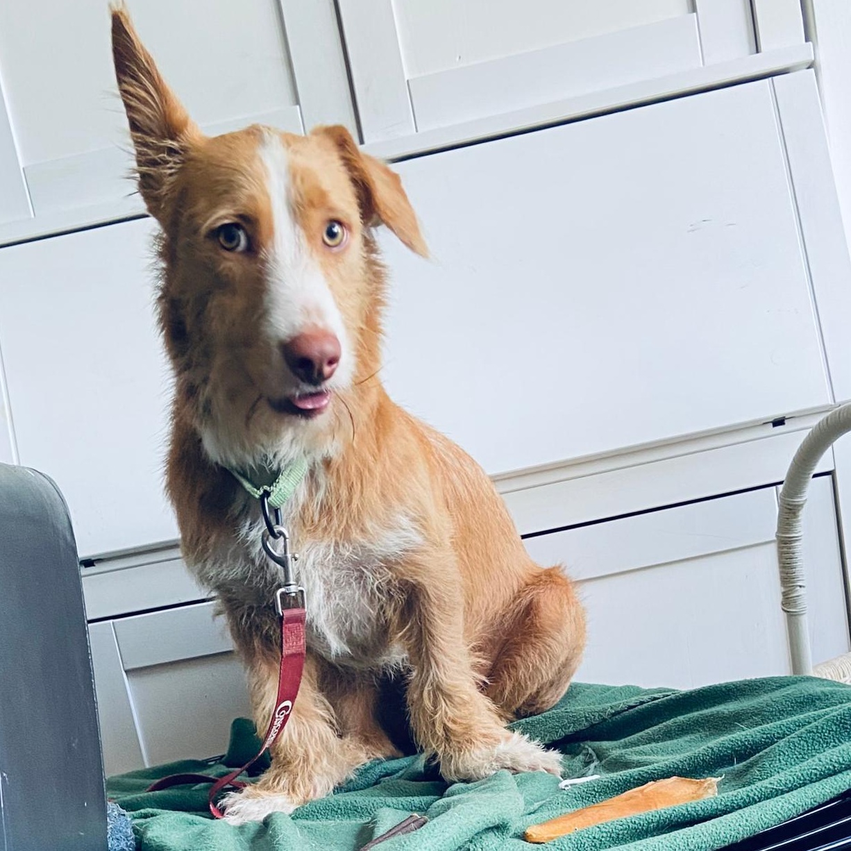 Lucas, an adopted mixed breed in Baltimore, MD image 3/6