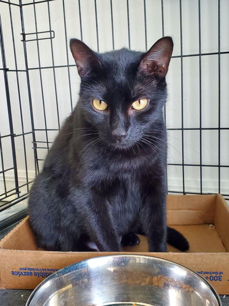 Violet, Adoptable, Adult Female Domestic Short Hair.