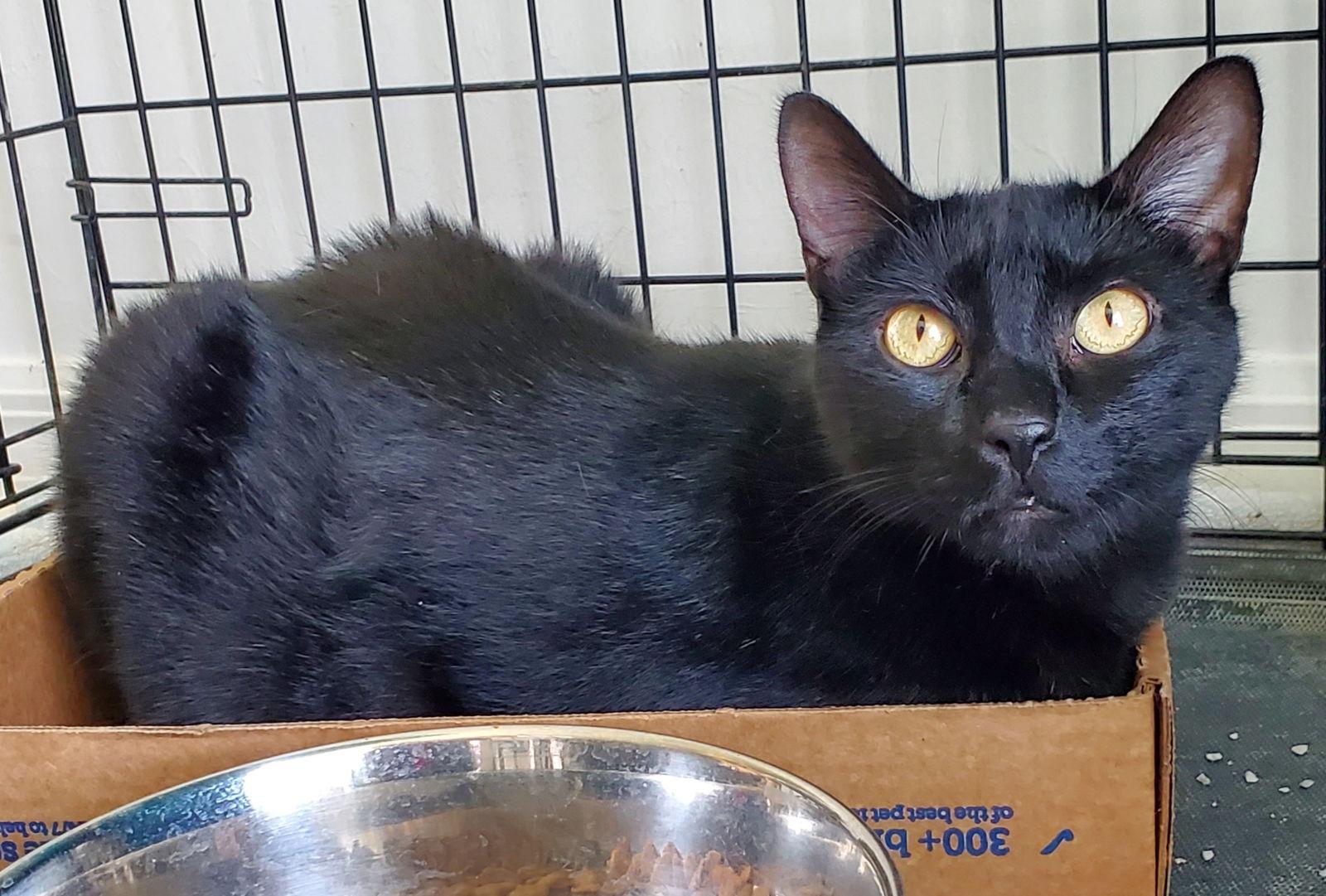 Violet, a Adoptable Domestic Short Hair in Fort Myers, FL image 2/6