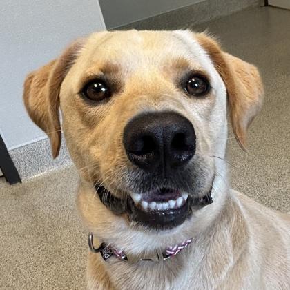 Enlarge River, a ADOPTABLE Mixed Breed in Lansing, MI image 1/3