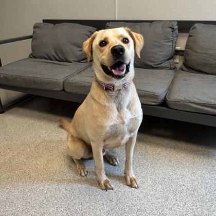 Enlarge River, a ADOPTABLE Mixed Breed in Lansing, MI image 3/3