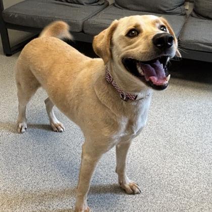 Enlarge River, a ADOPTABLE Mixed Breed in Lansing, MI image 2/3