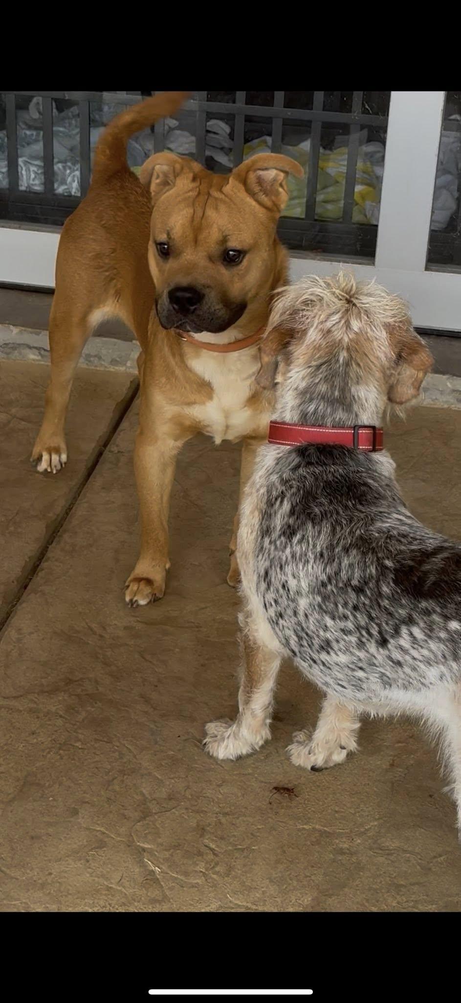 Enlarge SCOOBY, a Adoptable mixed breed in Newborn, GA image 6/6