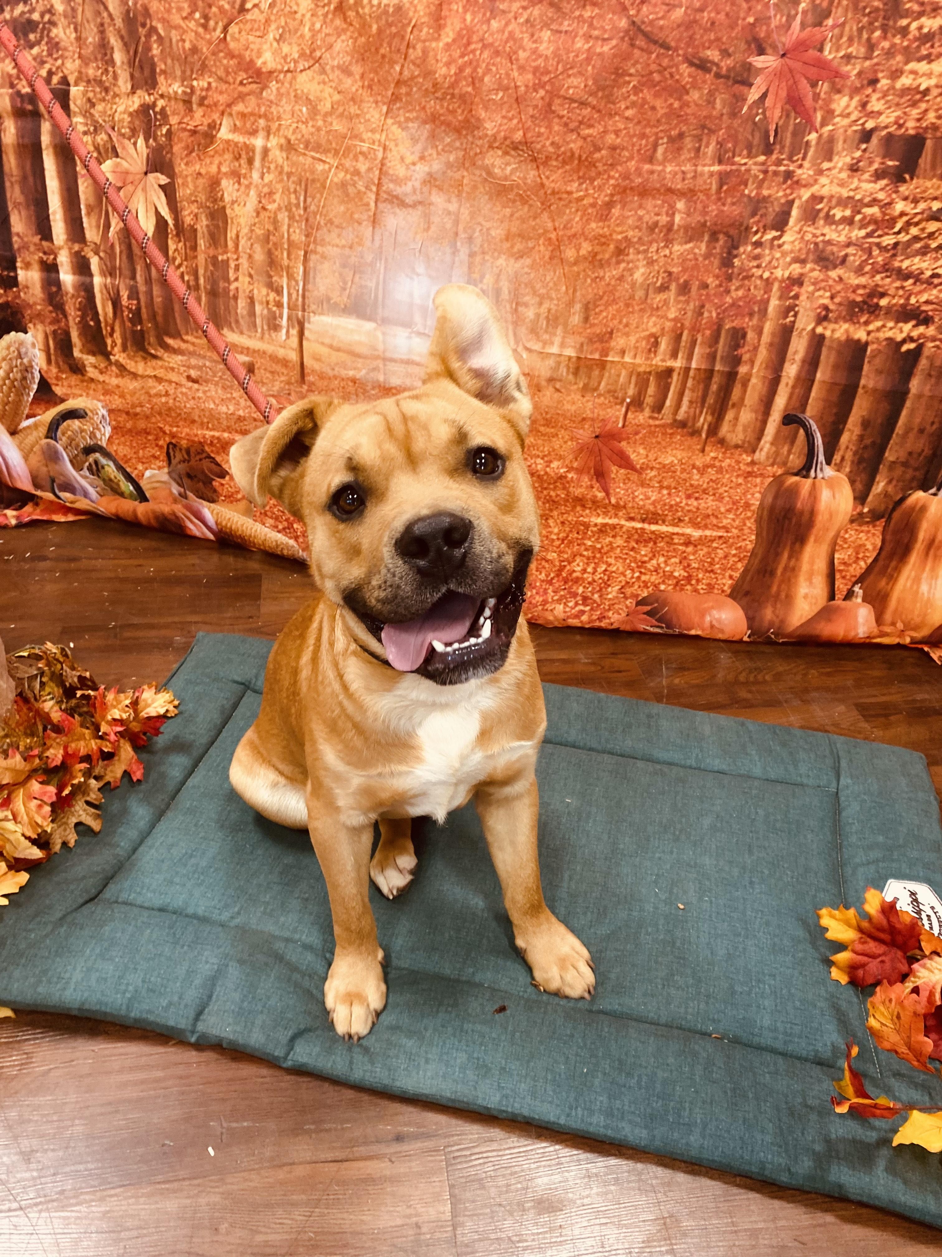 Enlarge SCOOBY, a Adoptable mixed breed in Newborn, GA image 1/6