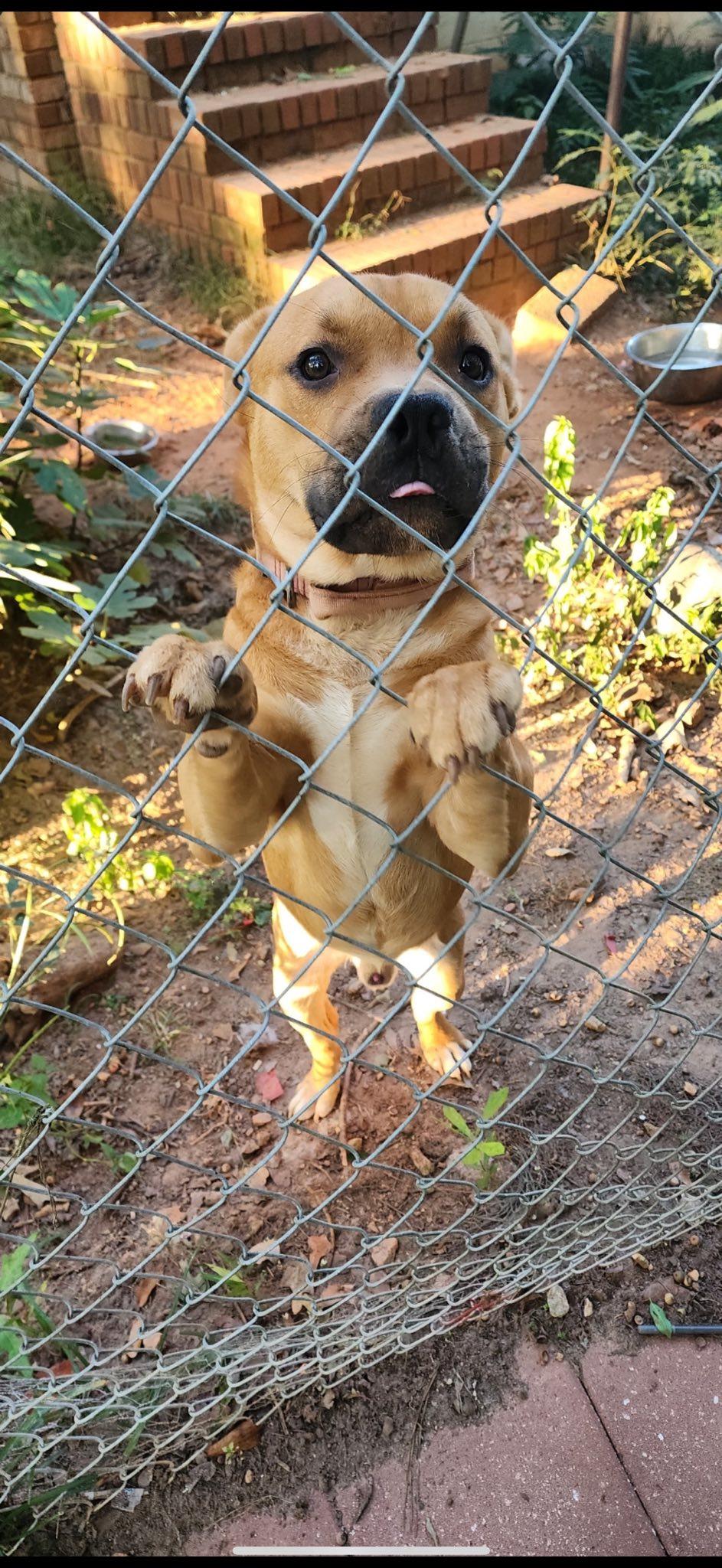 Enlarge SCOOBY, a Adoptable mixed breed in Newborn, GA image 3/6