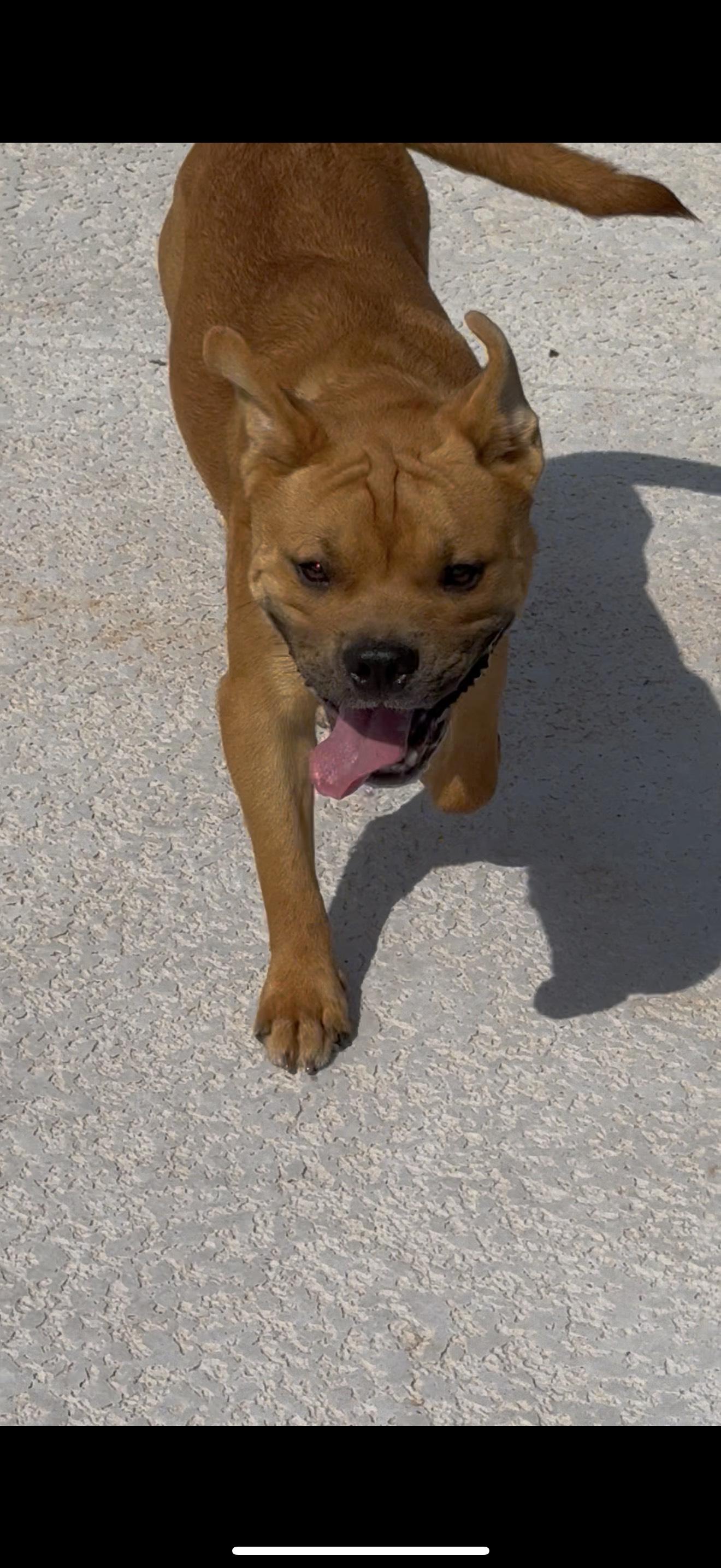 Enlarge SCOOBY, a Adoptable mixed breed in Newborn, GA image 4/6