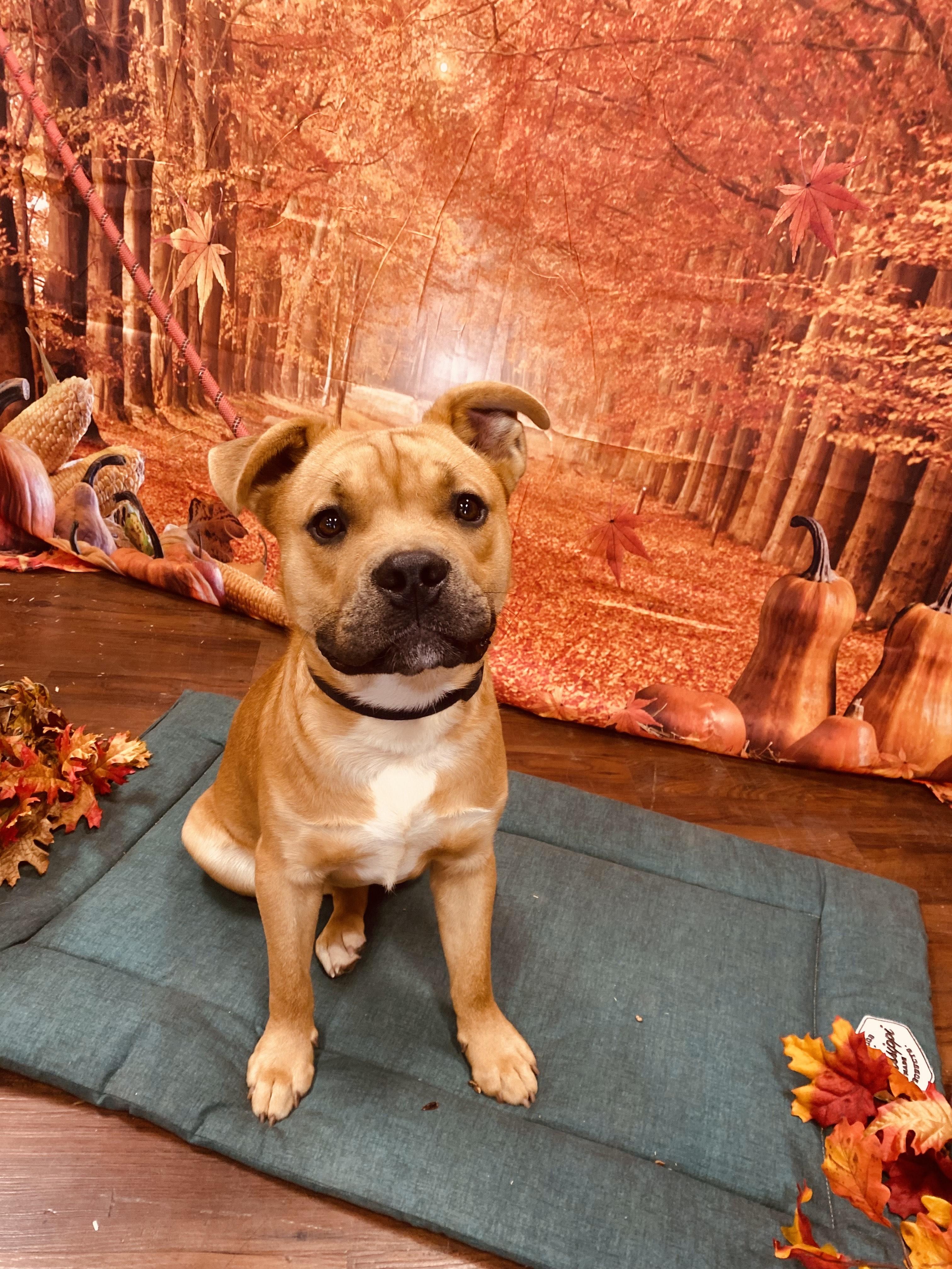 Enlarge SCOOBY, a Adoptable mixed breed in Newborn, GA image 2/6