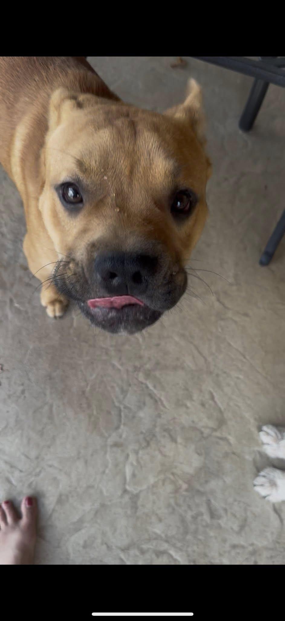 Enlarge SCOOBY, a Adoptable mixed breed in Newborn, GA image 5/6