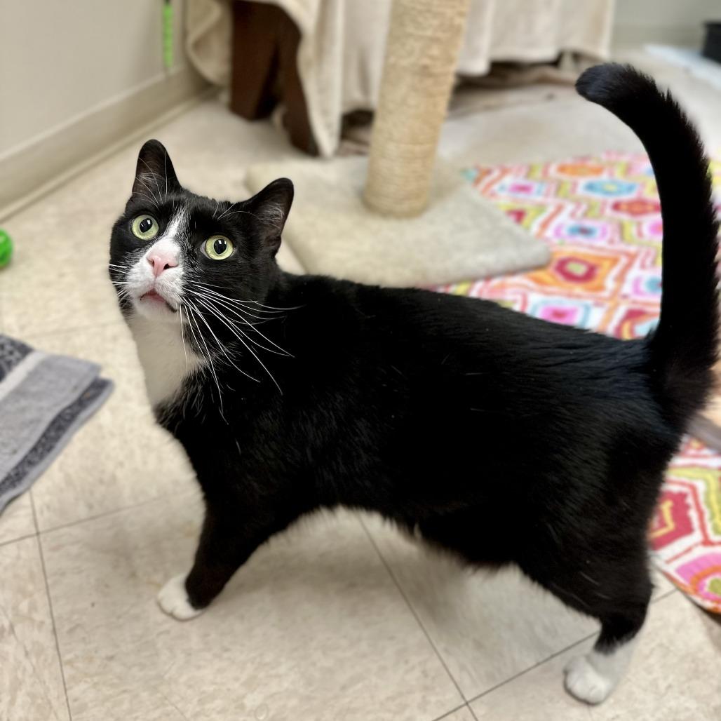 Geoffrey, Adoptable, Adult Male Domestic Short Hair.