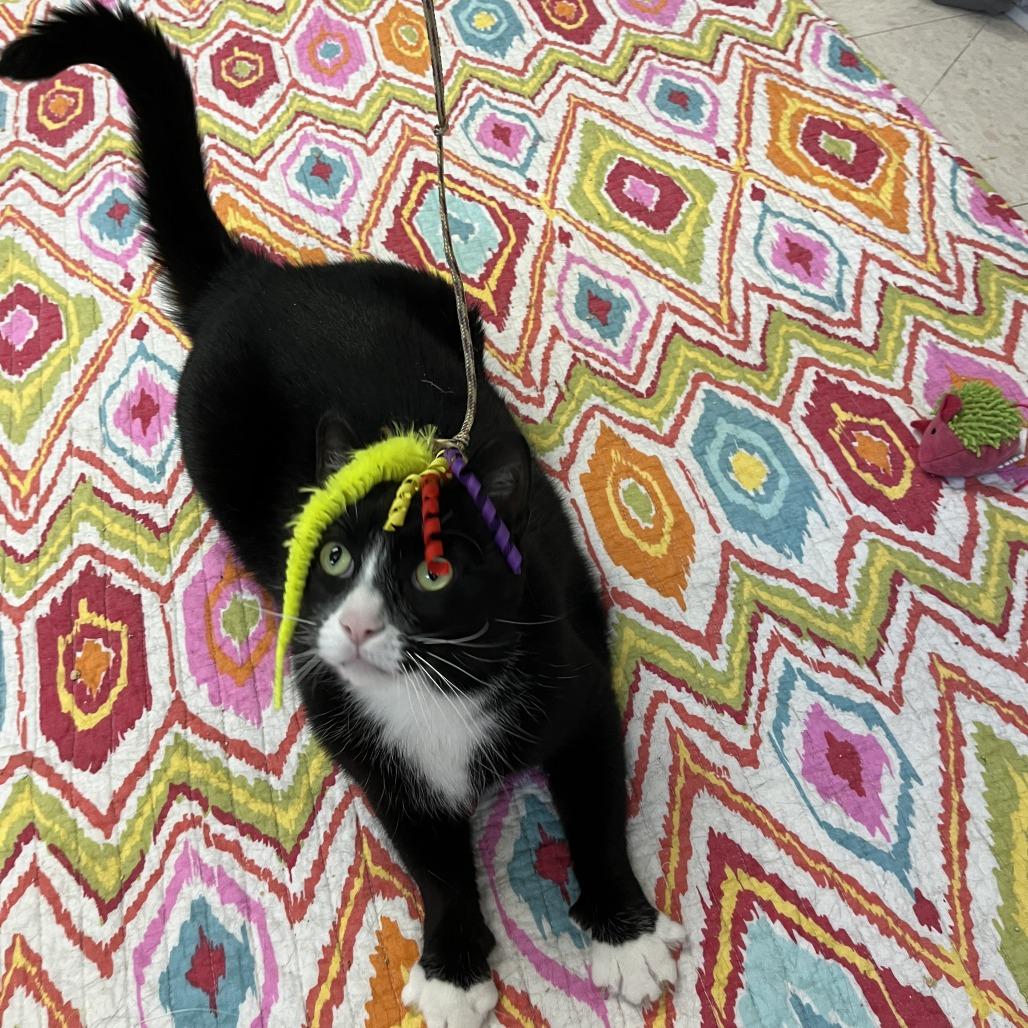 Enlarge Geoffrey, a Adoptable Domestic Short Hair in Bedford, NH image 2/6