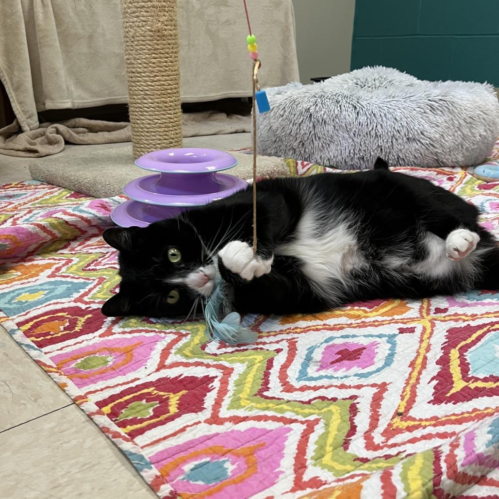 Enlarge Geoffrey, a Adoptable Domestic Short Hair in Bedford, NH image 1/3