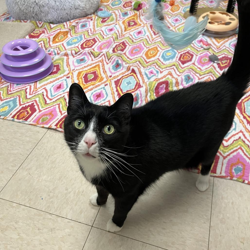 Enlarge Geoffrey, a Adoptable Domestic Short Hair in Bedford, NH image 2/3