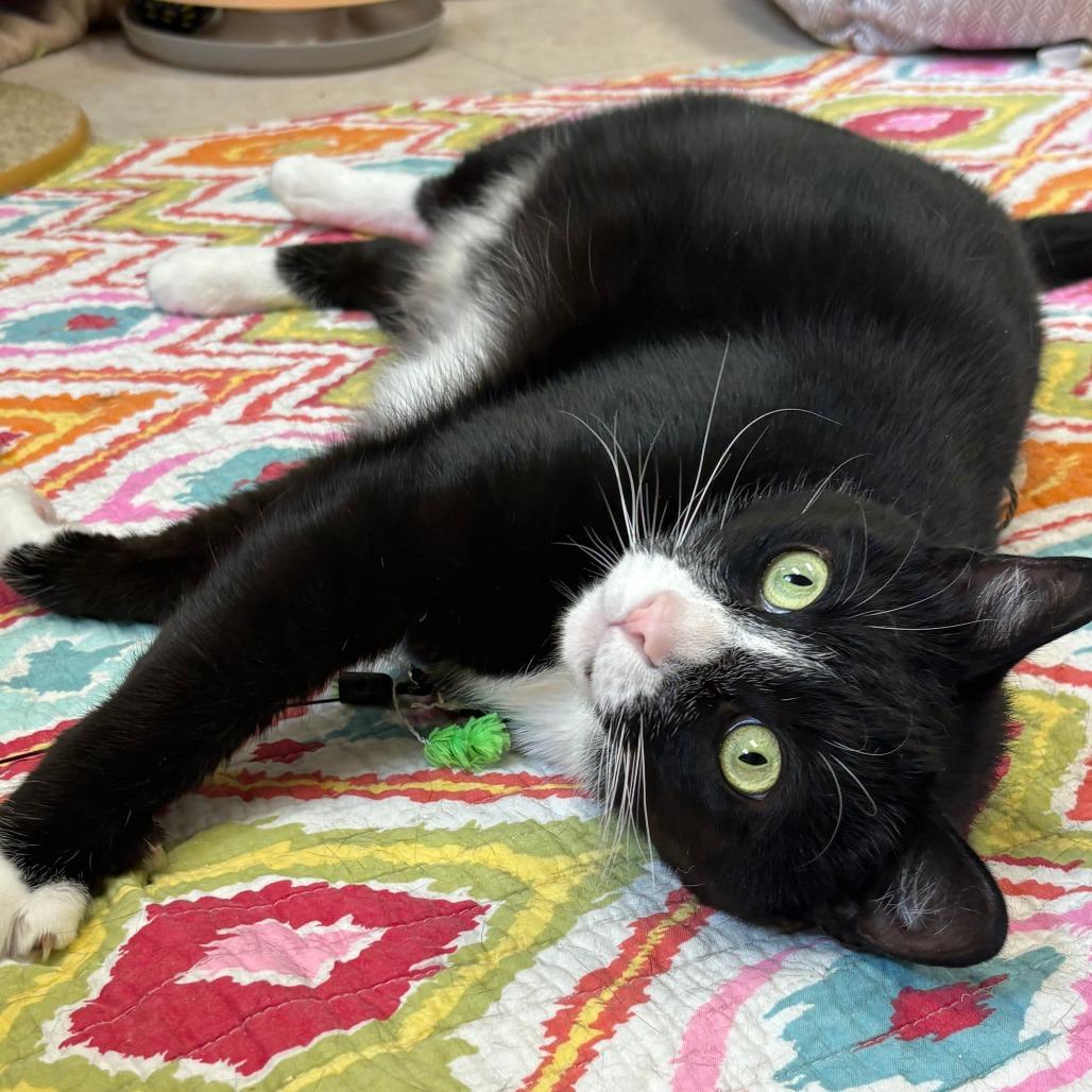 Enlarge Geoffrey, a Adoptable Domestic Short Hair in Bedford, NH image 4/6