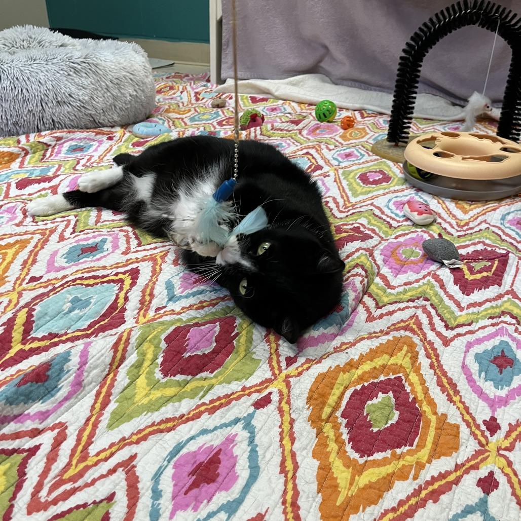 Enlarge Geoffrey, a Adoptable Domestic Short Hair in Bedford, NH image 3/3