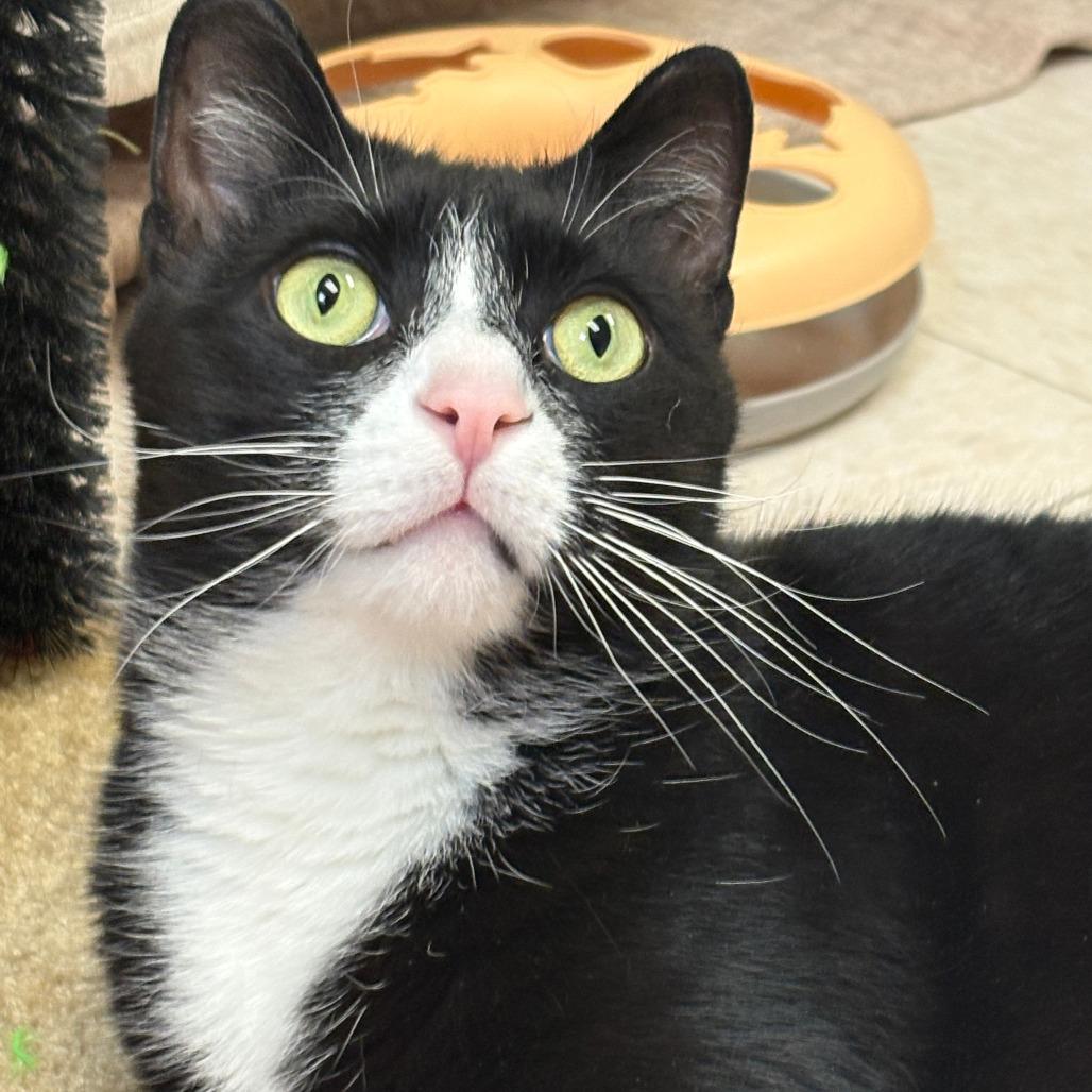 Enlarge Geoffrey, a Adoptable Domestic Short Hair in Bedford, NH image 6/6