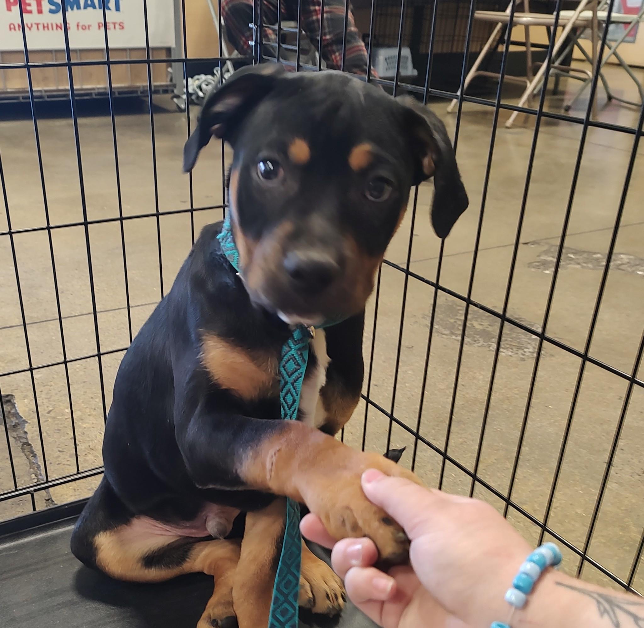 Dalton, a Adoptable mixed breed in Henderson, NV image 2/3