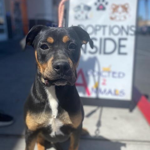 Dalton, a Adoptable mixed breed in Henderson, NV image 1/3