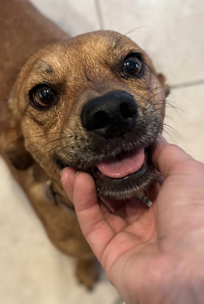 DUSTIN, a Adoptable mixed breed in Pomona, CA image 1/4