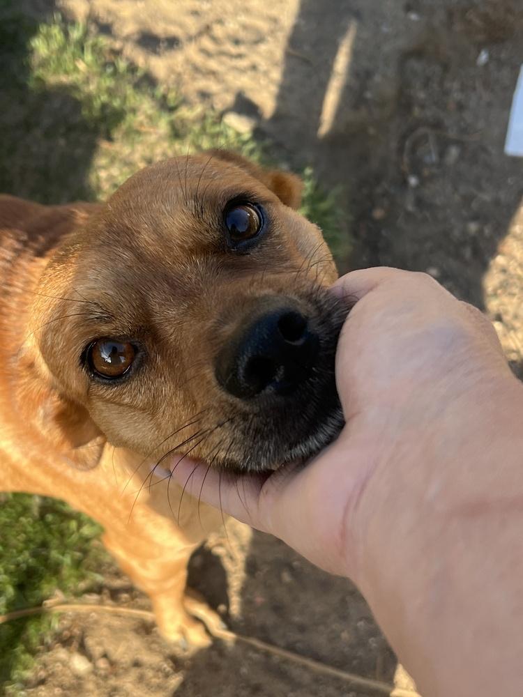 DUSTIN, a Adoptable mixed breed in Pomona, CA image 2/4