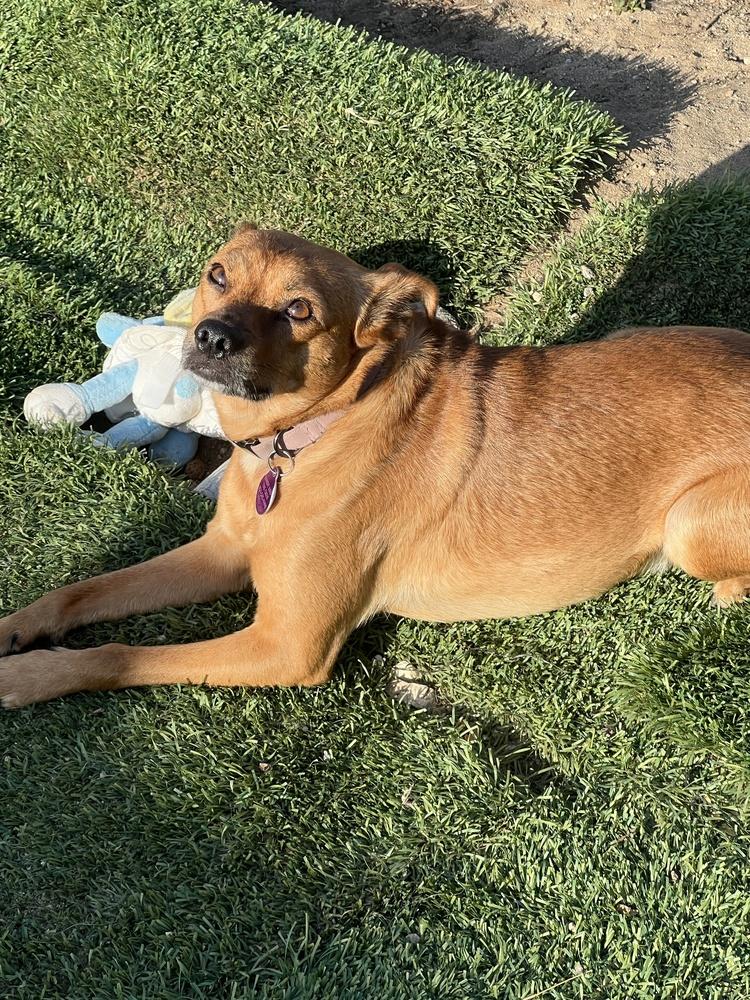 DUSTIN, a Adoptable mixed breed in Pomona, CA image 4/4