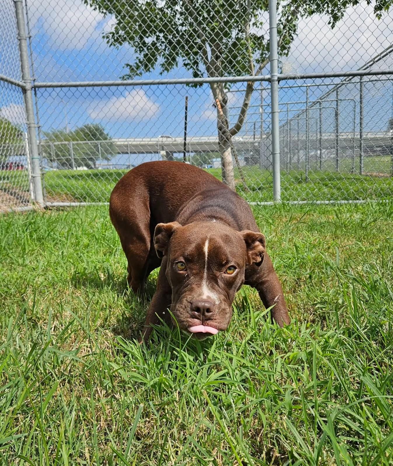 Buster 59102888