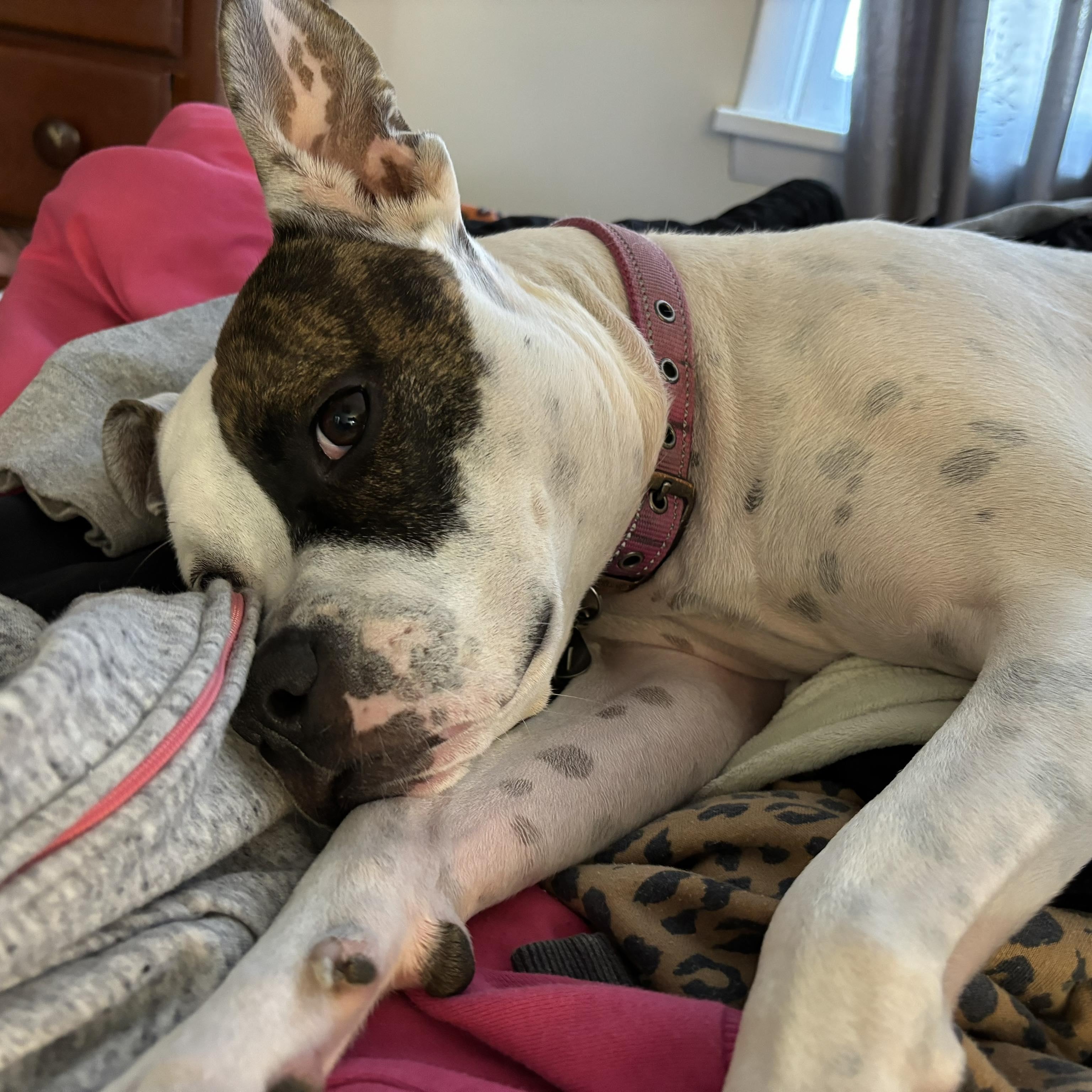 Maggie: Foster-to-Adopt Available