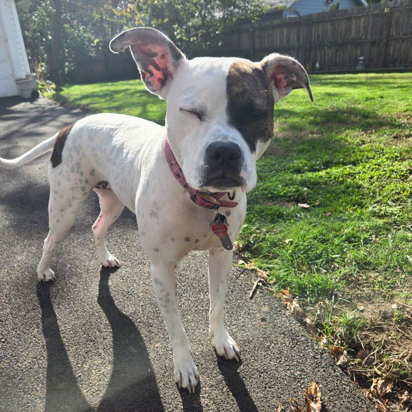 Maggie: Foster-to-Adopt Available