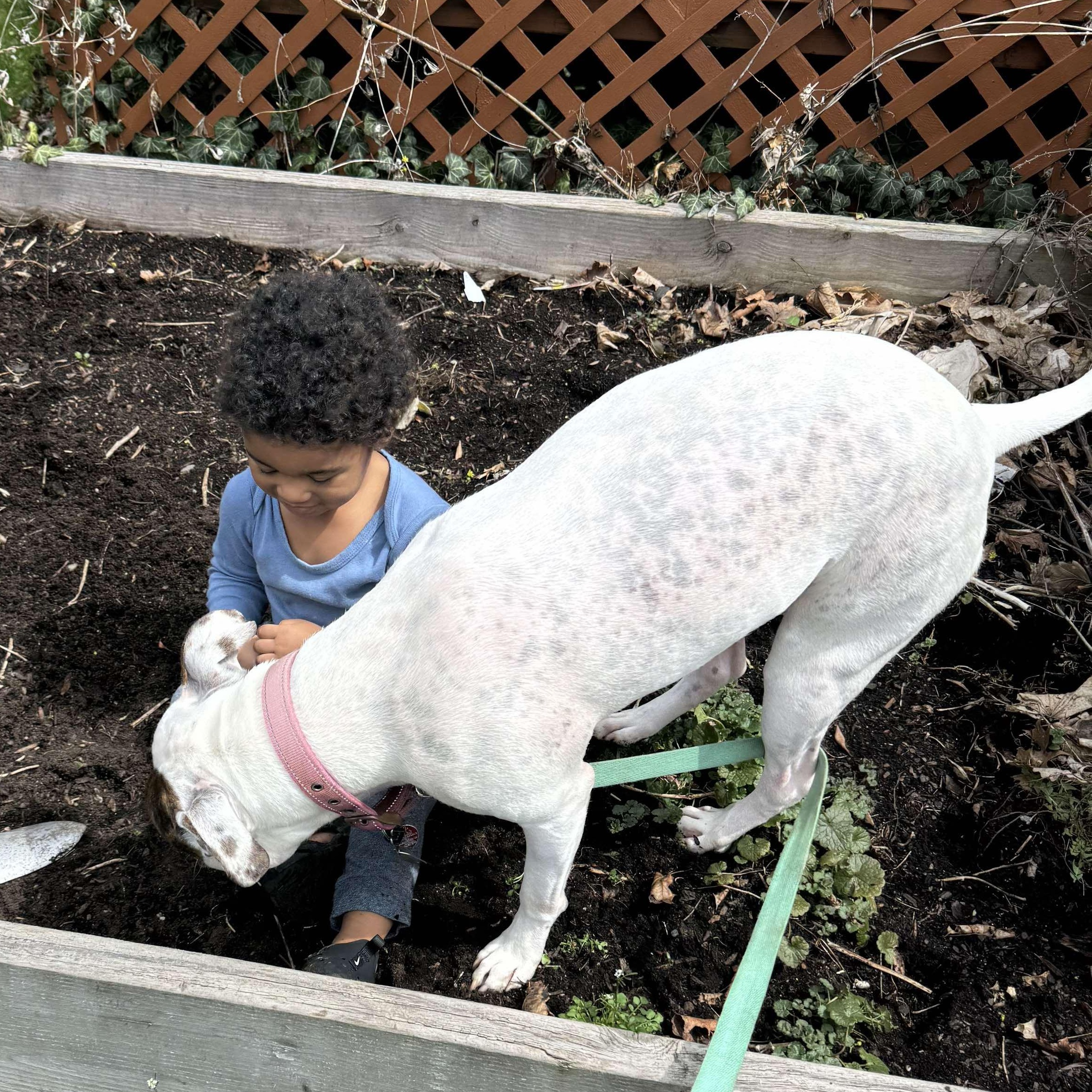 Maggie: Foster-to-Adopt Available
