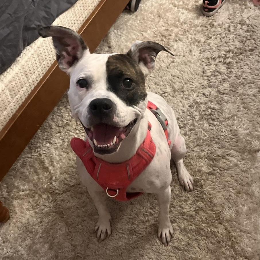 Maggie: Foster-to-Adopt Available