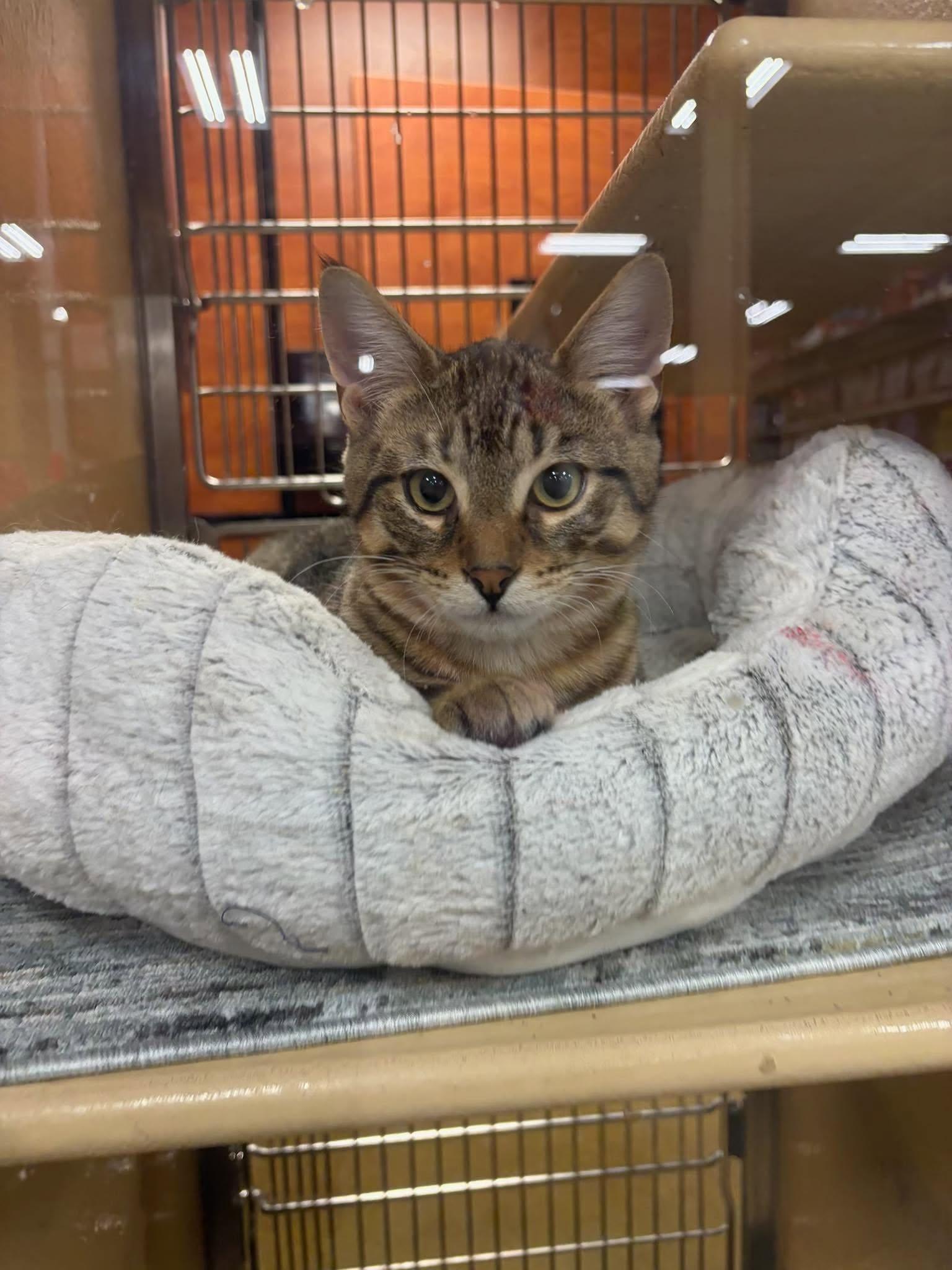 Enlarge TOOPY (bonded with MATCHA), a Adopted Domestic Short Hair in Tillsonburg, ON image 1/3